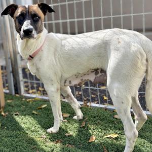 Basil, Hound / Terrier, young, available for adoption