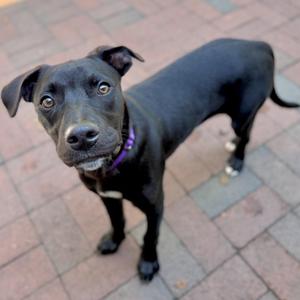 Bingly, Labrador Retriever, puppy, available for adoption