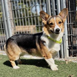 Chewie, Corgi, adult, available for adoption