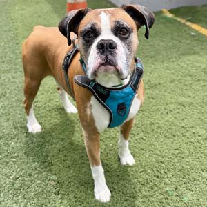 A brown and white boxer dog wearing a blue harness, standing on a green artificial turf.