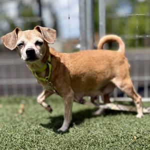 Mannie, Chihuahua, adult, available for adoption