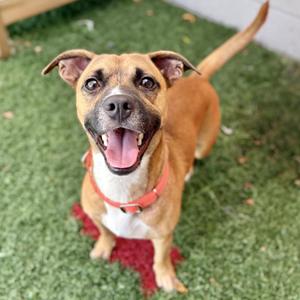A happy brown dog with a red collar is standing on green grass, looking up with its mouth open and tongue out.