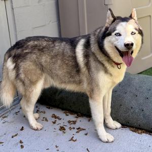 Jingles, Husky, adult, available for adoption