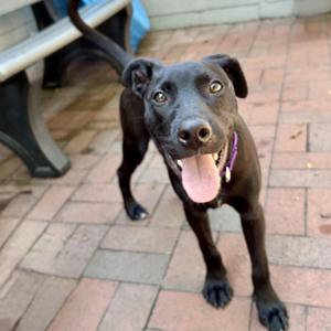 Bennett, Labrador Retriever, puppy, available for adoption