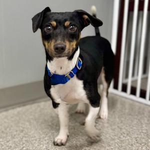 Blanca, Terrier / Dachshund, adult, available for adoption