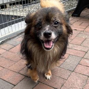 Chewie, Pekingese, adult, available for adoption