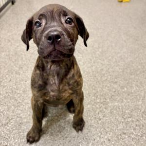 Grumpy, Mastiff / Pit Bull Terrier, puppy, available for adoption