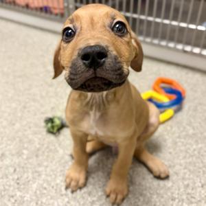 Doc, Mastiff / Pit Bull Terrier, puppy, available for adoption