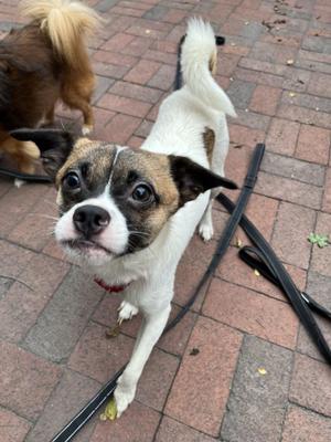 Sir Floorfington, Pekingese / Chihuahua, young, available for adoption