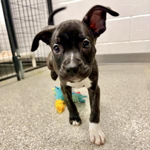 Dopey, Mastiff / Pit Bull Terrier, puppy, available for adoption