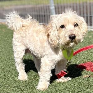 Kobe, Maltese / Shih Tzu, adult, available for adoption