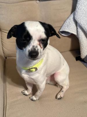 Ollie, Chihuahua / Terrier, young, available for adoption