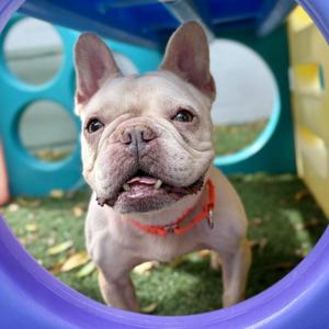 Precious, French Bulldog, adult, available for adoption