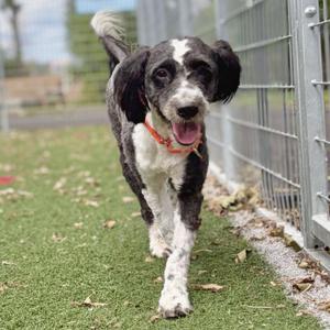 A black and white dog with floppy ears and a red collar is running on a grassy area near a fence.