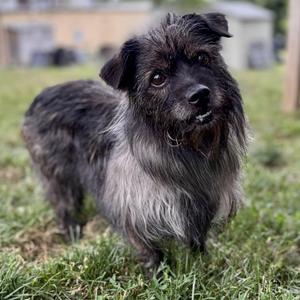 Amanda, Cairn Terrier, adult, available for adoption