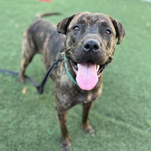 A brown and black brindle dog with a green collar, standing on a green artificial turf surface, with its tongue out and looking directly at the camera.
