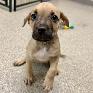 a small brown puppy sitting on a carpeted floor