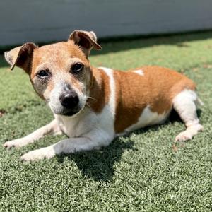 Bella, Jack Russell Terrier, senior, available for adoption