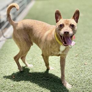 A happy brown dog with a yellow collar standing on green artificial grass, its tongue out and tail curved upwards.