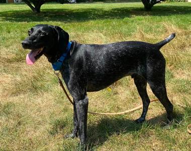 Guiness, German Shorthaired Pointer, adult, available for adoption
