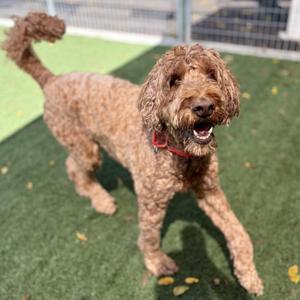 A brown, curly-haired dog with a red collar is walking on a green artificial turf surface. The dog appears to be happy and is looking towards the camera.