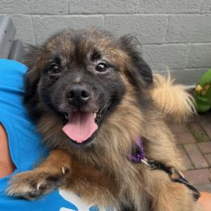 Shaggs, Pekingese, adult, available for adoption
