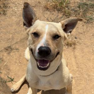 A light-colored dog with perked ears and a happy expression, sitting on a sandy ground.
