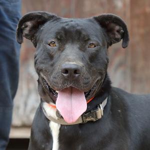 A black dog with a white chest and a pink tongue sticking out, wearing a collar.