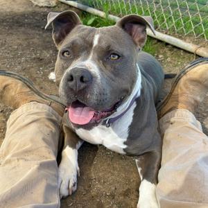 Nova, Terrier, American Pit Bull, adult, available for adoption