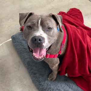 Knight, Terrier, Pit Bull, adult, available for adoption