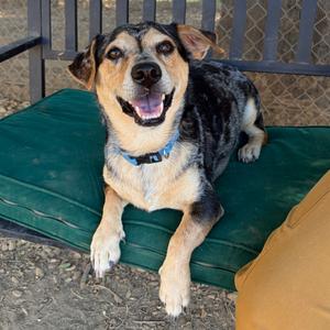 Hero, Hound, adult, available for adoption