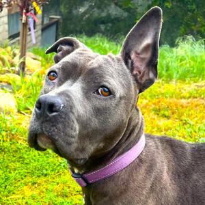 Nyle, Terrier, American Pit Bull, adult, available for adoption