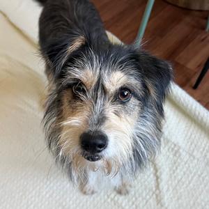 Dougie, Terrier, adult, available for adoption