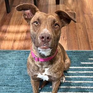 A brown dog with a white patch on its chest and a pink collar, sitting on a blue rug on a wooden floor.
