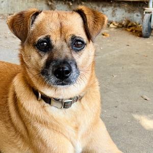 Lentil, Chihuahua, Short Coat, adult, available for adoption