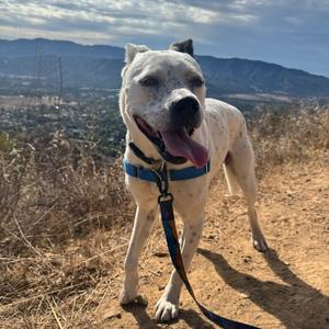 A white dog with black spots standing on a dirt path, wearing a blue harness and leash, with its tongue out and looking towards the camera. The background shows a scenic view of hills and a cityscape under a cloudy sky.