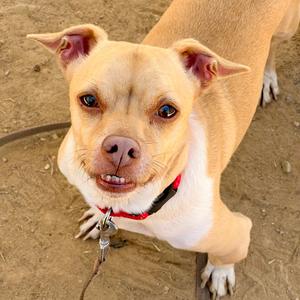A light brown dog with a white chest and face, wearing a red collar, looking up at the camera with its ears perked up.