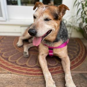 Amos, Hound, senior, available for adoption
