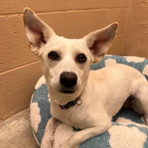 Lavender, Chihuahua, Short Coat, adult, available for adoption