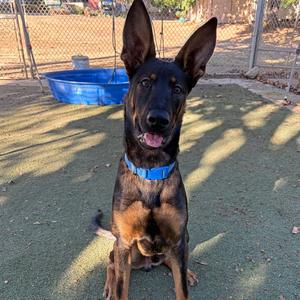 Odin, Shepherd, adult, available for adoption