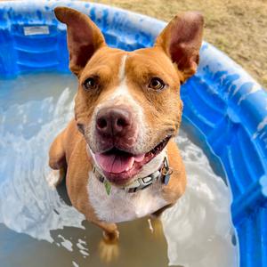 Muncy, Terrier, Pit Bull, adult, available for adoption