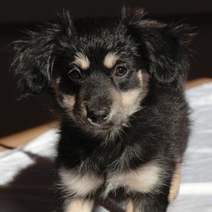 Lucy, Pomeranian, puppy, available for adoption
