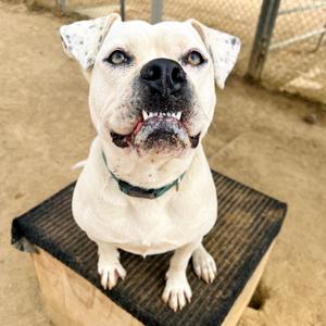 Poppy, Boxer, adult, available for adoption
