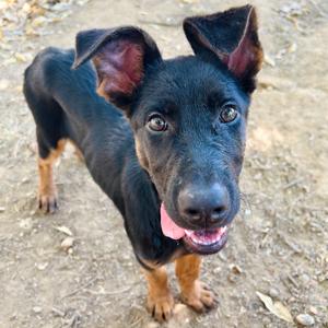 Balto, Pinscher, Doberman, adult, available for adoption