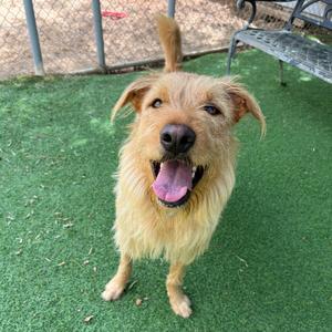 A happy dog with a light brown coat and a pink tongue sticking out, standing on green artificial turf.