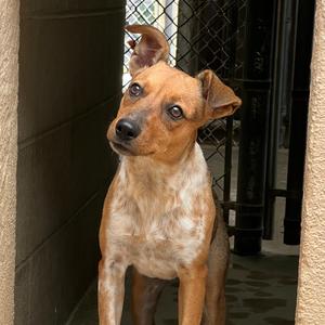 Sandia, Chihuahua, adult, available for adoption