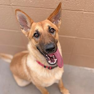 A German Shepherd dog with a red collar, sitting and looking up with its tongue out.