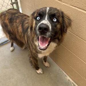 a brown and black dog with blue eyes standing in front of a wall