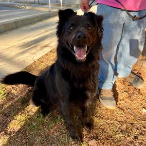 Bob, Chow Chow, adult, available for adoption