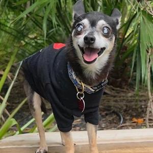 Hodr, Chihuahua, adult, available for adoption
